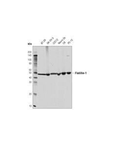 Cell Signaling Flotillin-1 (D2v7j) Xp Rabbit mAb