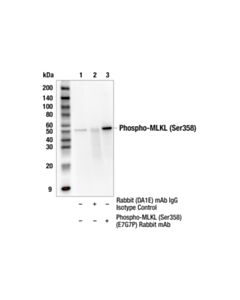 Cell Signaling Phospho-MLKL (Ser358) (E7G7P) Rabbit mAb 20 uL
