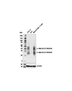 Cell Signaling 4-1bb/Cd137/Tnfrsf9 (E2j5h) Xp Rabbit mAb (Mouse Specific)