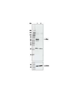 Cell Signaling c-Myc (D84C12) Rabbit Monoclonal Antibody (BSA and Azide Free)