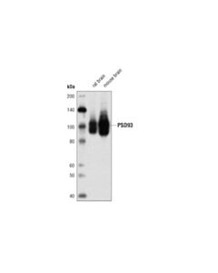 Cell Signaling Psd93 (D4z4d) Rabbit mAb