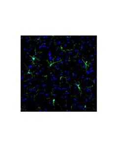 Cell Signaling ASC/TMS1 (D2W8U) Horse Chimeric mAb