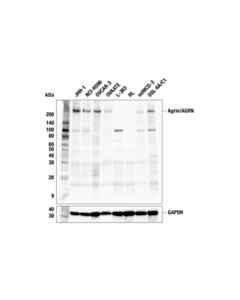 Cell Signaling Agrin/AGRN (F1M3D) Rabbit Monoclonal Antibody