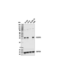 Cell Signaling IGFBP5 (E7P5P) Rabbit mAb 20 uL