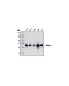Cell Signaling Gsk-3beta (27c10) Rabbit mAb (BSA And Azide Free)