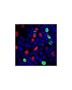 Cell Signaling P21 Waf1/Cip1 (12d1) Rabbit mAb (BSA And Azide Free)