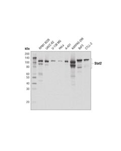 Cell Signaling Stat2 (D9J7L) Rabbit mAb (BSA and Azide Free)