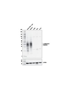 Cell Signaling 4-1bb/Cd137/Tnfrsf9 (E6z7f) Xp Rabbit mAb