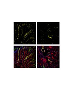 Cell Signaling Cd45 (D3f8q) Rabbit mAb (Alexa Fluor 555 Conjugate)