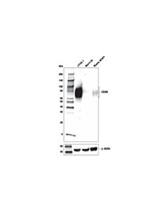 Cell Signaling Cd86 (E5w6h) Rabbit mAb