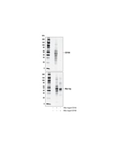 Cell Signaling Cd16a (D8w2o) Rabbit mAb