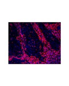 Cell Signaling Cd45 (D9m8i) Xp® Rabbit mAb (Alexa Fluor® 647 Conjugate)