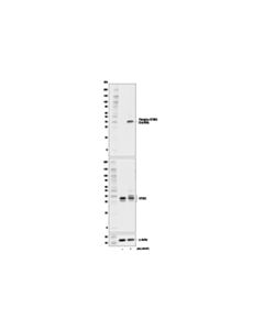Cell Signaling Phospho-Sting (Ser366) (D7c3s) Rabbit mAb
