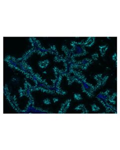 Cell Signaling Na,K-ATPase alpha1 (D4Y7E) Rabbit Monoclonal Antibody (Alexa Fluor® 750 Conjugate)
