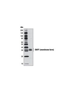 Cell Signaling Baff (D7i1u) Rabbit mAb