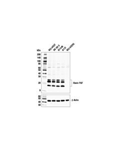 Cell Signaling Basic Fgf Antibody