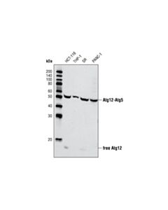 Cell Signaling Atg12 Antibody (Human Specific)