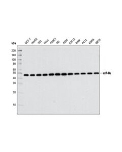 Cell Signaling Eif4a (C32b4) Rabbit mAb