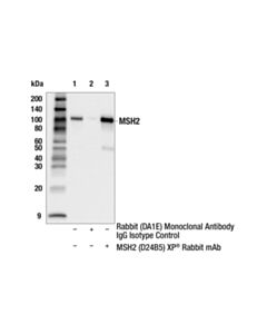 Cell Signaling Msh2 (D24b5) Xp Rabbit mAb