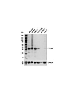 Cell Signaling Cdca5 (E7m3n) Rabbit mAb