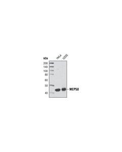 Cell Signaling MEP50 (D56B8) Rabbit mAb 20 uL