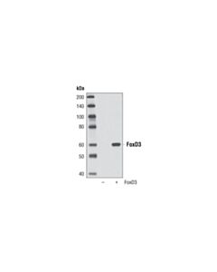 Cell Signaling FoxD3 (D20A9) Rabbit mAb 20 uL