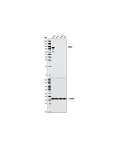 Cell Signaling Miwi (D478) Antibody