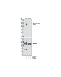 Cell Signaling Phospho-Lamin A/C (Ser22) Antibody