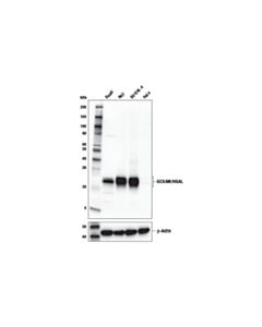 Cell Signaling Gcsam/Hgal Antibody