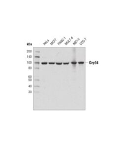Cell Signaling Grp94 (D6x2q) Xp Rabbit mAb