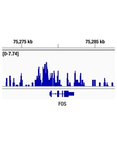 Cell Signaling Src-1 (D1m3y) Rabbit mAb
