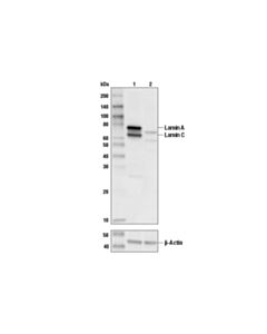 Cell Signaling Lamin A/C Antibody