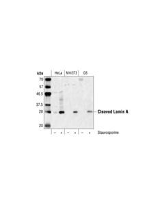Cell Signaling Cleaved Lamin A (Small Subunit) Antibody