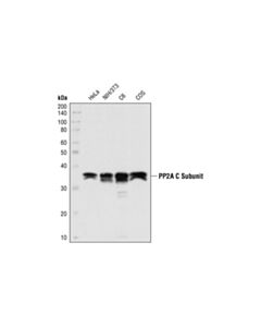 Cell Signaling Pp2a C Subunit Antibody
