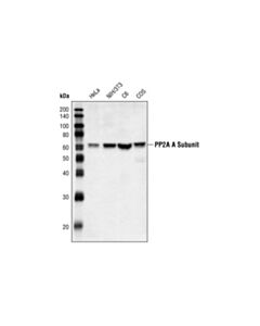 Cell Signaling Pp2a A Subunit Antibody