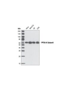 Cell Signaling Pp2a A Subunit (81g5) Rabbit mAb
