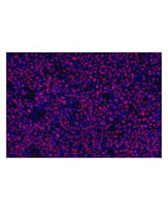 Cell Signaling Aiolos (D1C1E) Rabbit mAb (Alexa Fluor ® 555 Conjugate)