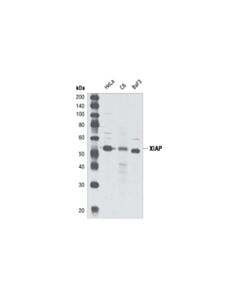 Cell Signaling Xiap Antibody