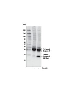 Cell Signaling Jurkat Apoptosis Cell Extracts (Etoposide)