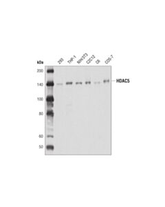 Cell Signaling Hdac5 (D1j7v) Rabbit mAb