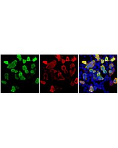 Cell Signaling VSV-g Tag (E8S5G) Feline Chimeric mAb