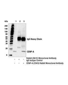 Cell Signaling CENP-A (C5H3) Rabbit mAb 20 uL