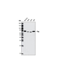 Cell Signaling Tug Antibody