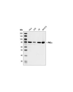 Cell Signaling Pkcalpha Antibody