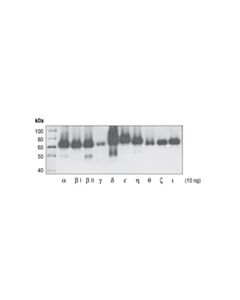 Cell Signaling Phospho-PKC (pan) (zeta Thr410) (190D10) Rabbit mAb 20 uL
