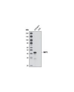 Cell Signaling Wif1 Antibody