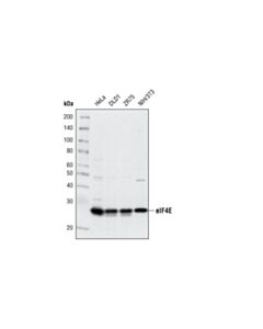 Cell Signaling Eif4e (C46h6) Rabbit mAb