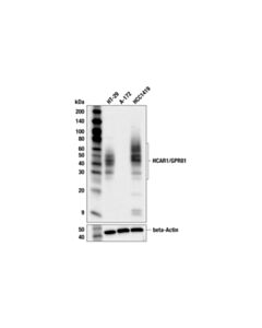 Cell Signaling HCAR1/GPR81 (F9I8Q) Rabbit Monoclonal Antibody