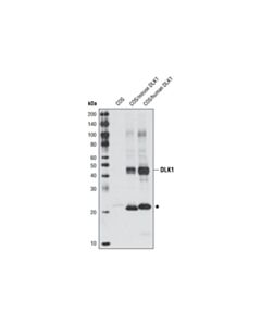 Cell Signaling Dlk1 Antibody