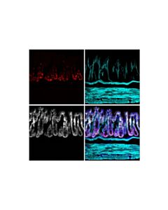 Cell Signaling Ki-67 (D3b5) Rabbit mAb (Alexa Fluor 555 Conjugate)